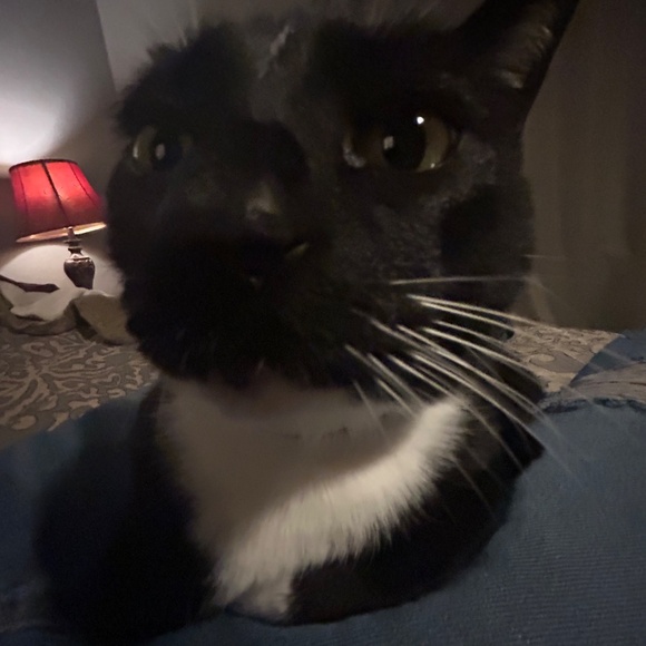 Meet your Posher, Sneezer G. - Picture 3 of 3